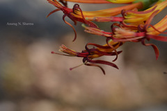 Dendrophthoe falcata